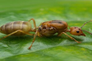 Read more about the article The story of an Ant!