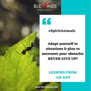 Read more about the article Life Lessons from Ants – Spirit Animals Campaign