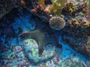 Read more about the article Leadership Lessons from a Starfish: Embracing Transformation