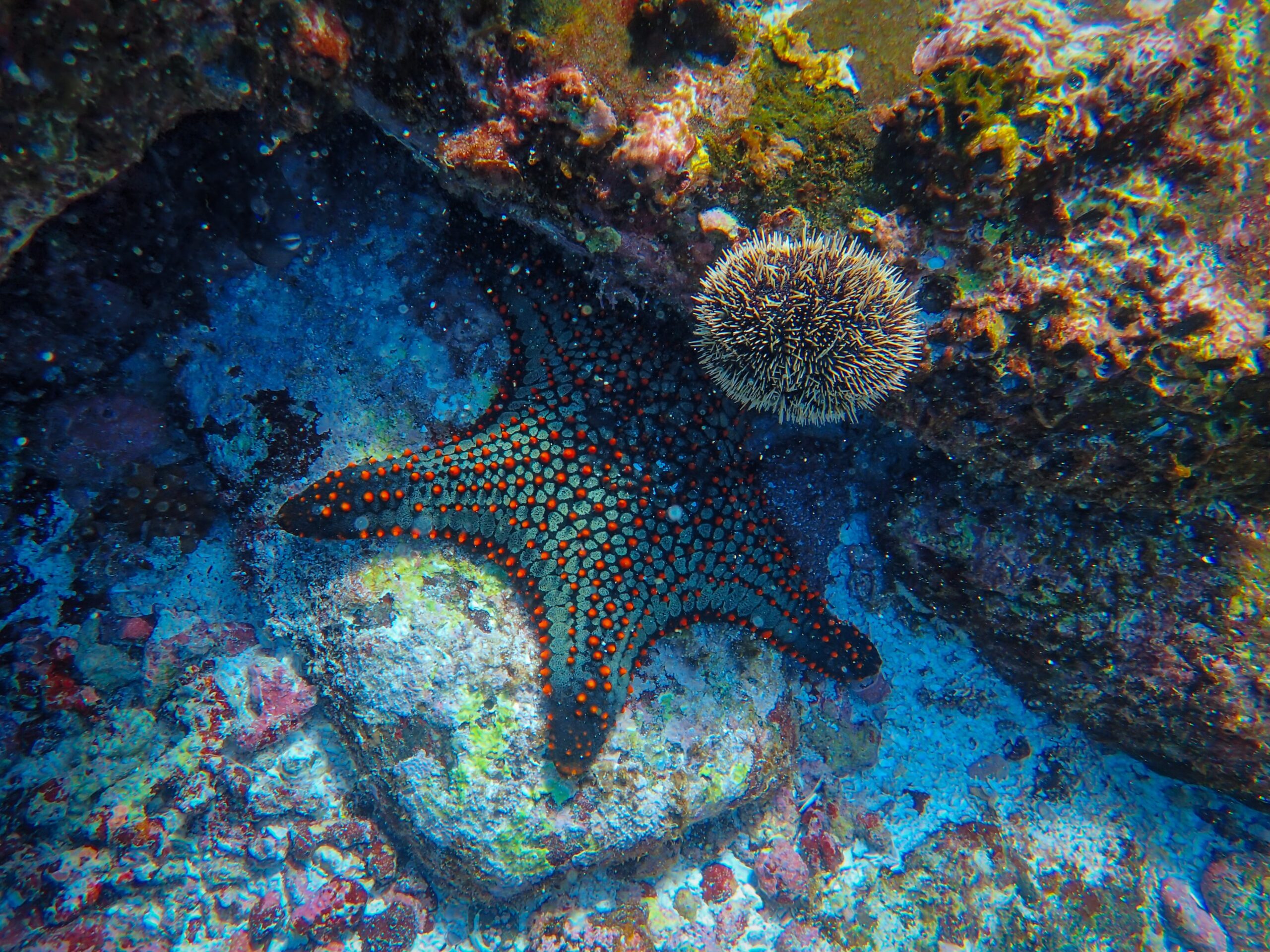 Read more about the article Leadership Lessons from a Starfish: Embracing Transformation